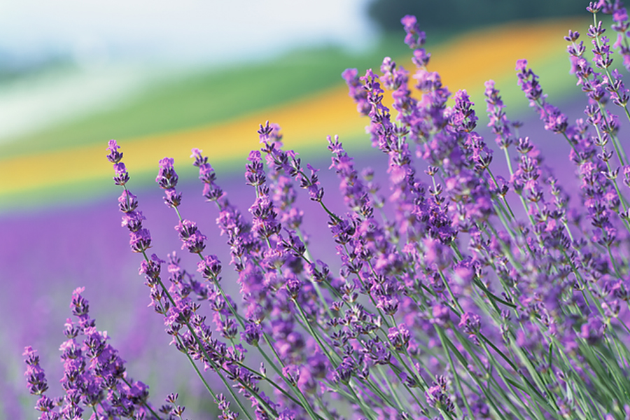 千代田区・中央区・港区・渋谷区・新宿区・豊島区・文京区