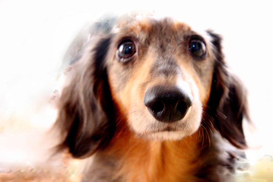 大イチョウの写真